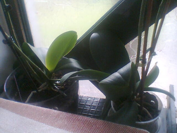 2013 1 250 - orhidee 2013