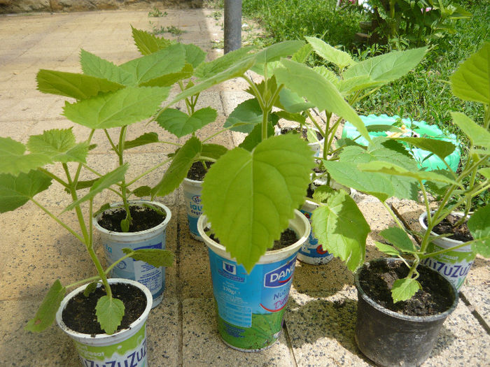 Picture 057 - paulownia 2013