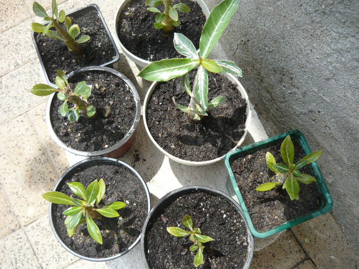 parca  s-au mai inviorat dupa  udare