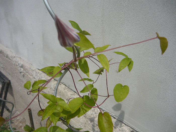 primul boboc de la "asao"