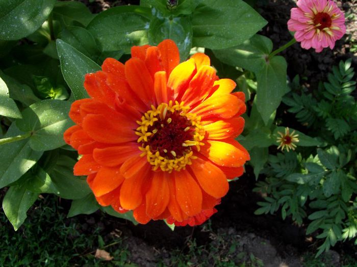 orange