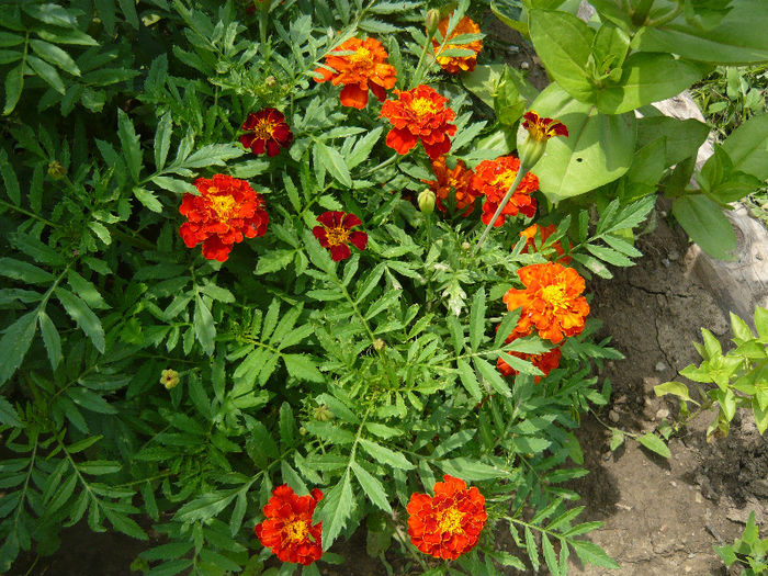 craite - plante si flori  2013