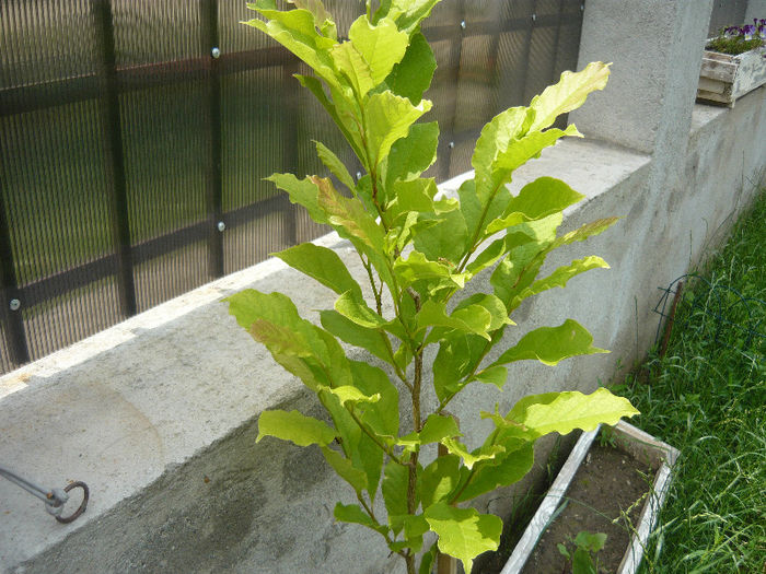 magnolie alba stelata - plante si flori  2013
