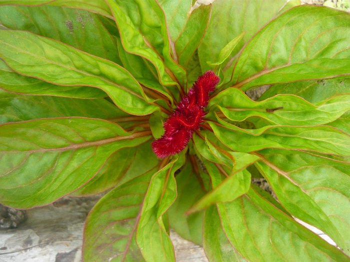 creasta cocosului pitica - plante si flori  2013