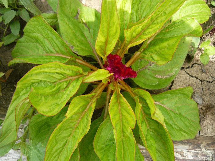 Picture 037 - plante si flori  2013