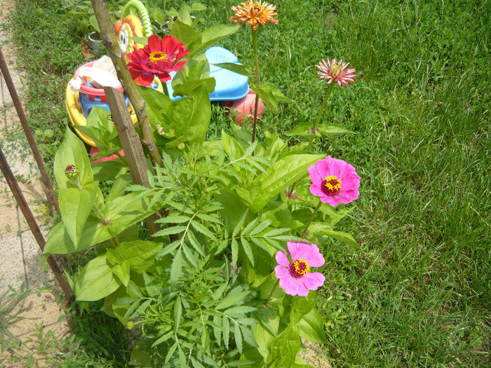 carciumarese - plante si flori  2013
