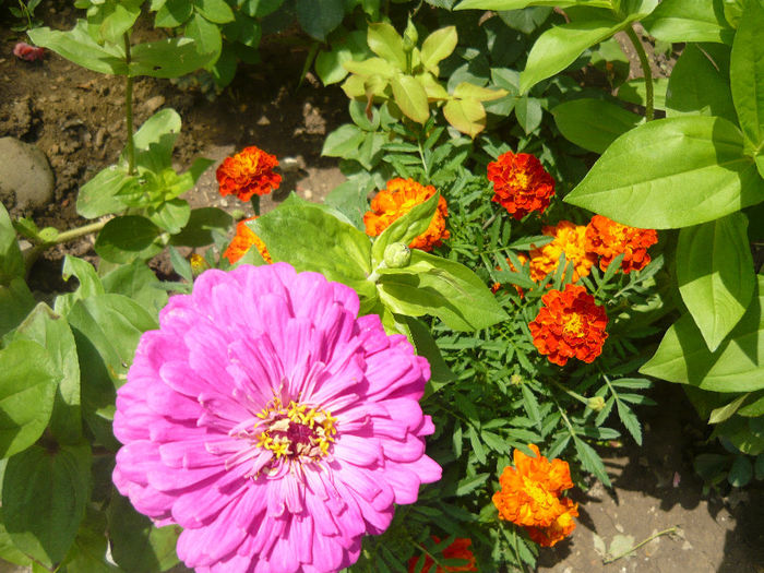 Picture 009 - plante si flori  2013
