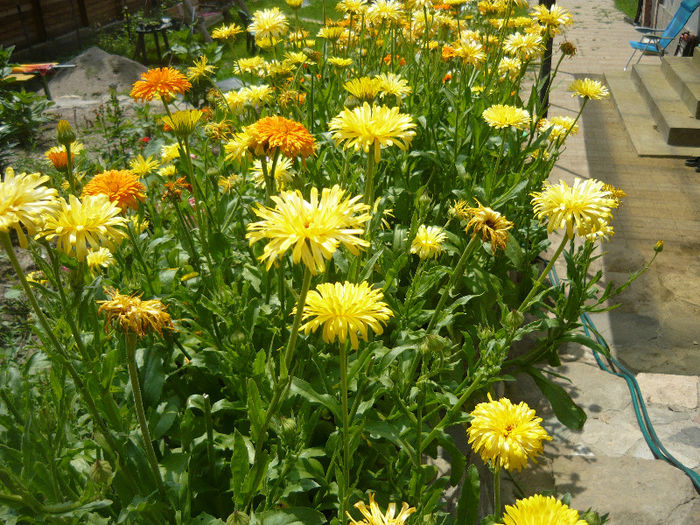 galbenele - plante si flori  2013