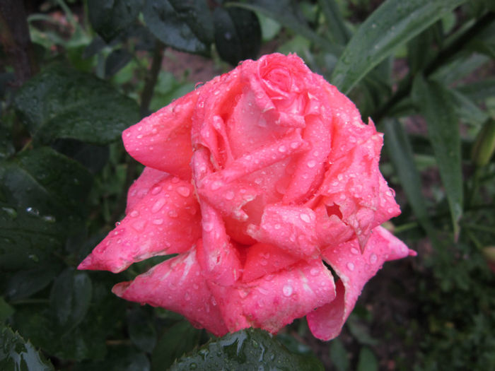  - TRANDAFIRI 2013