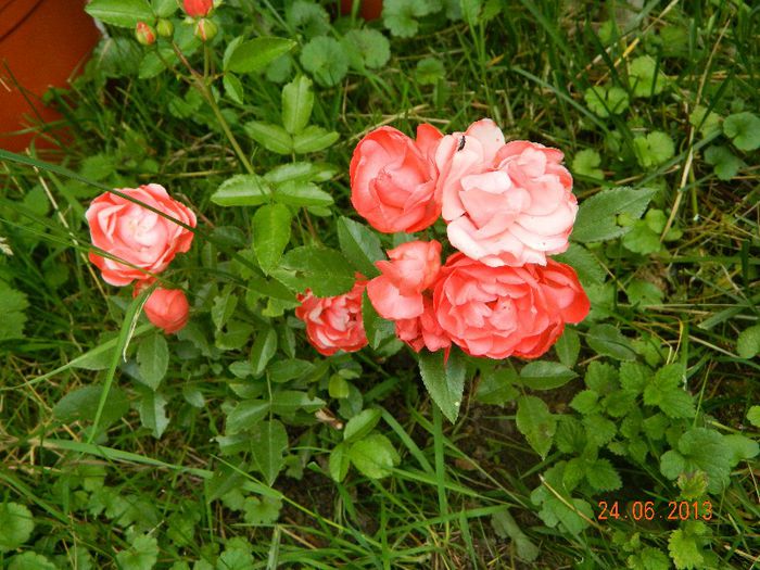 DSCN3464 - 0 Primii trandafiri