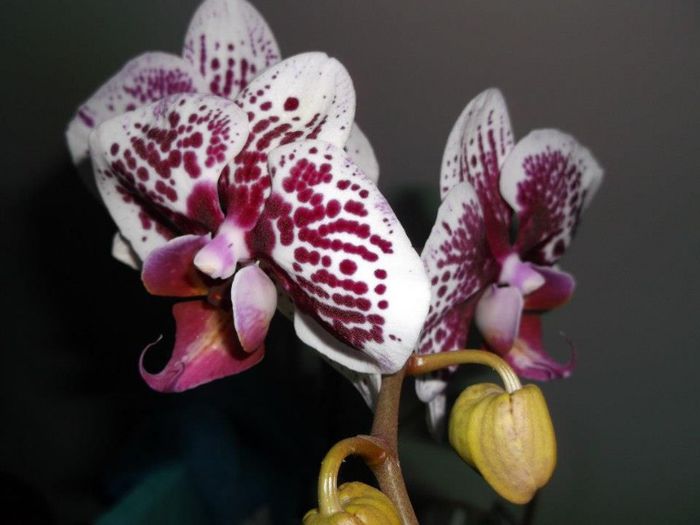 orhidee - flori 2013 primavara