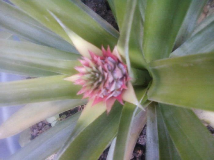 ananas - flori 2013 primavara