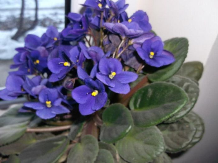 violeta - flori 2013 primavara