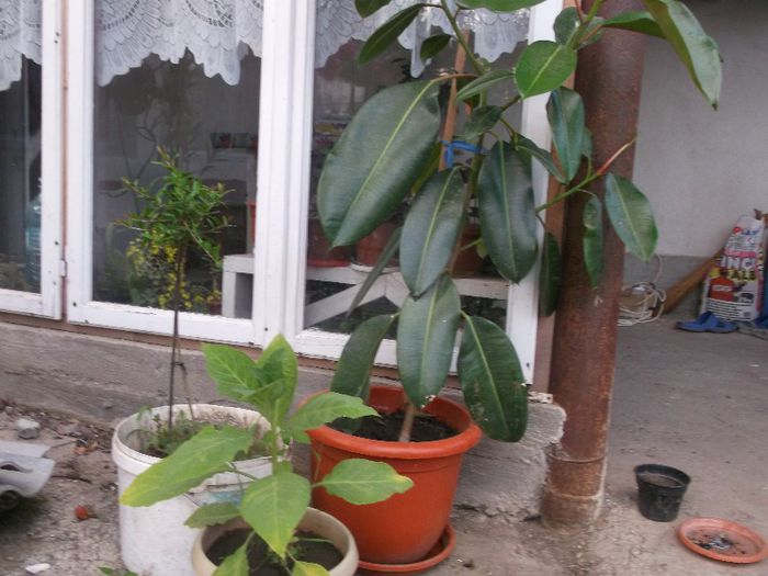 ficus si brugmansie alba