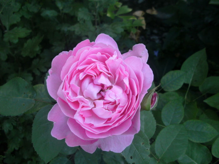 Mary Rose - Trandafiri 2013