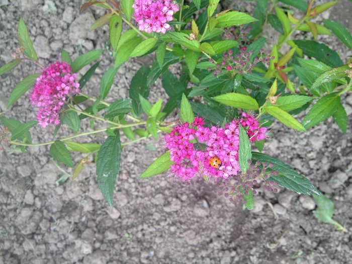 cununita roz - plante de gradina