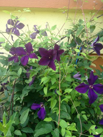 CLEMATITA - plante de gradina