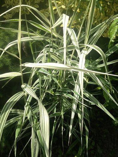 iarba ornamentala - plante de gradina