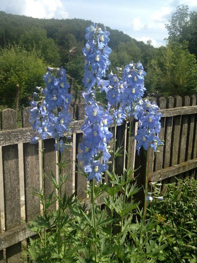 DELPHINIUM