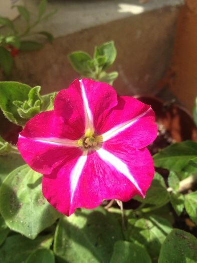 IMG_3140 - diverse plante de camera