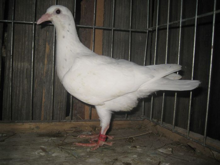 mascul Faded Homozigot