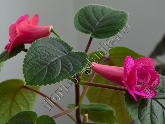 Sinningia Red Sleeve - GLOXINIA _ SINNINGIA__NEWS 2013