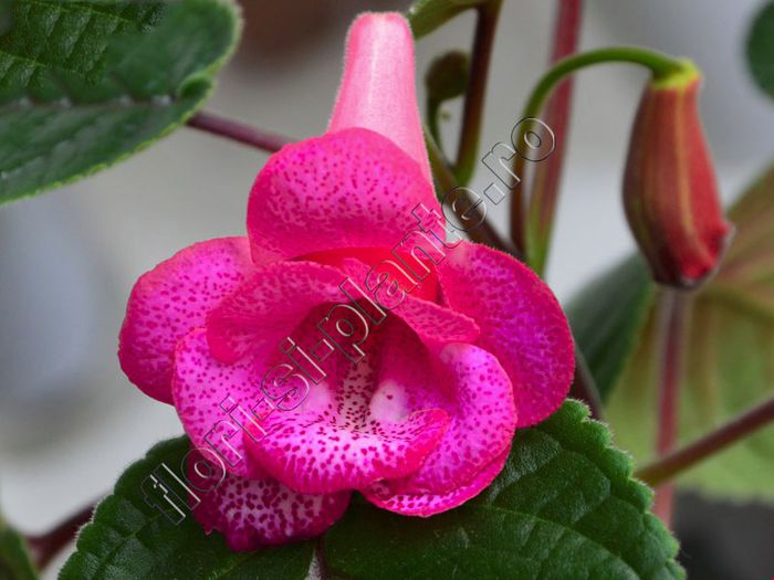 Sinningia Red Sleeve - GLOXINIA _ SINNINGIA__NEWS 2013