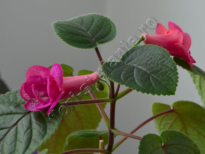 Sinningia Red Sleeve - GLOXINIA _ SINNINGIA__NEWS 2013