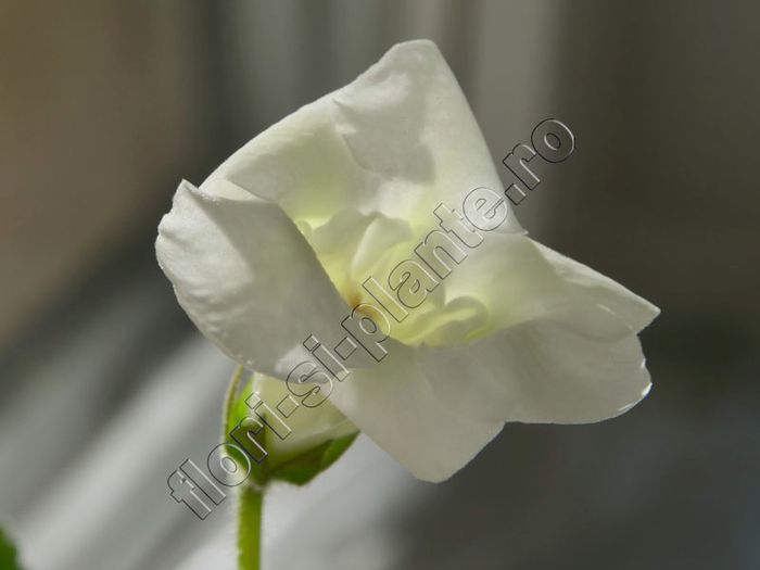 Gloxinia Lemon Ice - GLOXINIA _ SINNINGIA