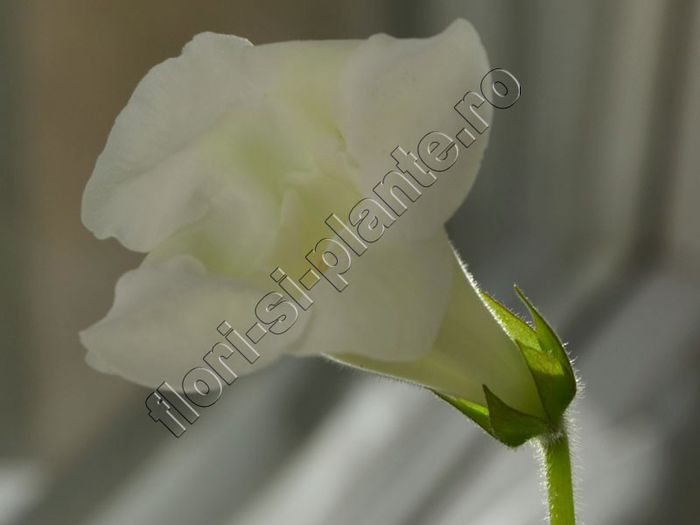 Gloxinia Lemon Ice - GLOXINIA _ SINNINGIA