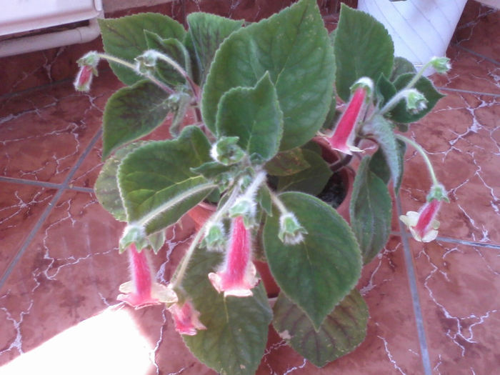 kohleria bibbi - 2013