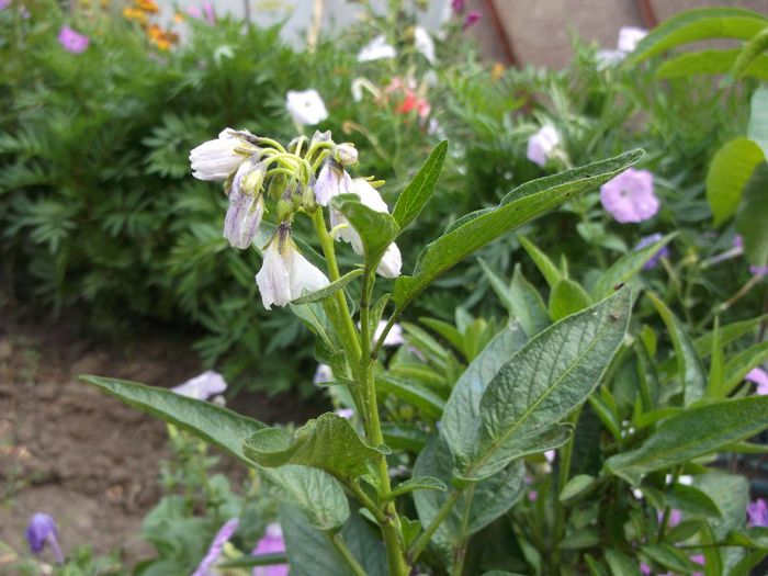 pepino inflorit - flori 2013