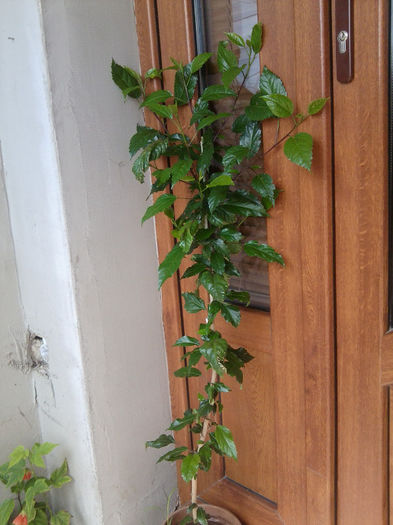 sprinkle rain - hibiscusi 2013-1