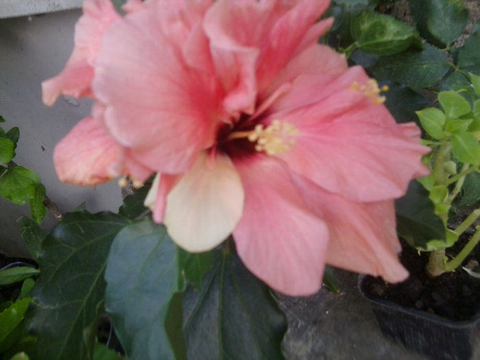 rog frumos identificare - hibiscusi 2013-1