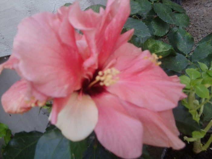 Fotografie3542 - hibiscusi 2013-1