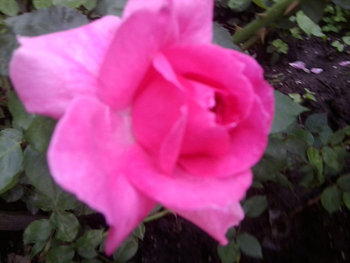 Fotografie3527 - roze 2013