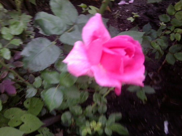Fotografie3528 - roze 2013