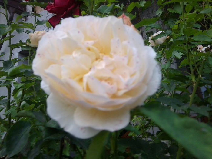 Fotografie3570 - roze 2013
