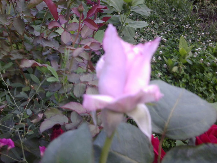 Fotografie3589 - roze 2013