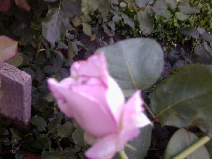 Fotografie3590 - roze 2013