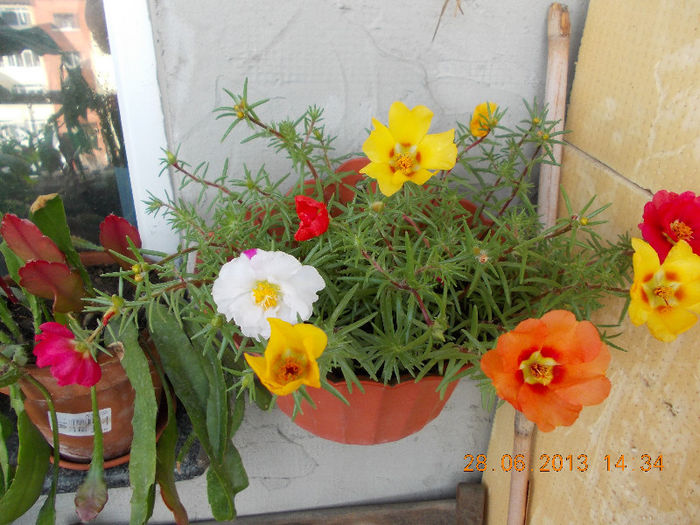 portulaca - iunie 2013-flori