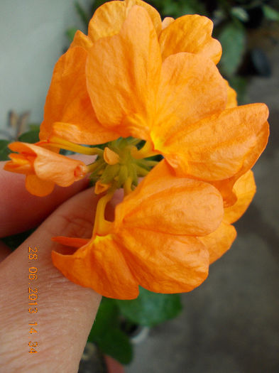 29 iunie 2013-flori 006 - iunie 2013-flori