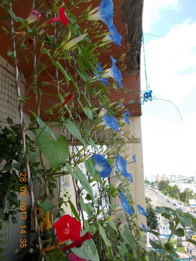 29 iunie 2013-flori 011 - iunie 2013-flori