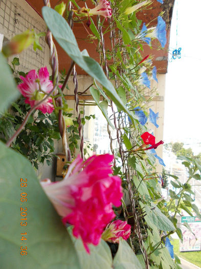 zorele - iunie 2013-flori