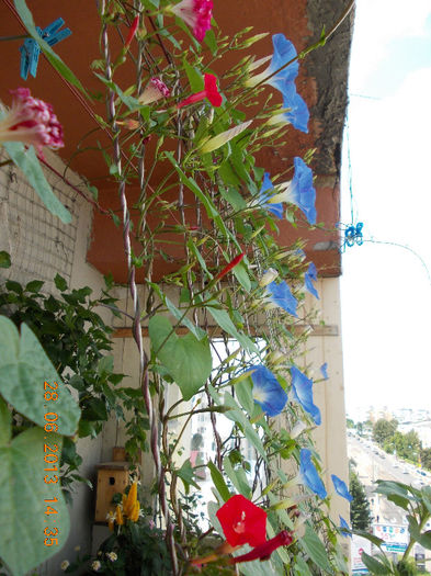 29 iunie 2013-flori 012 - iunie 2013-flori