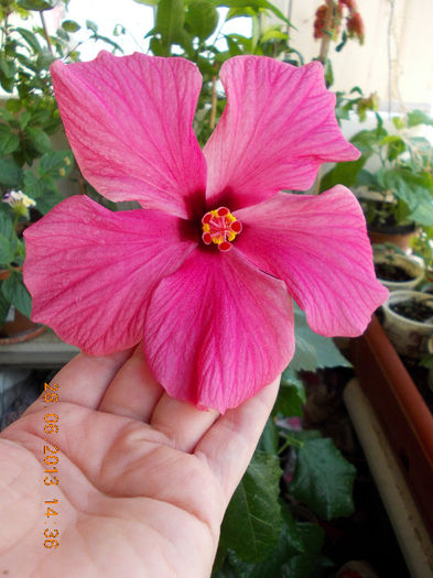 29 iunie 2013-flori 016 - iunie 2013-flori