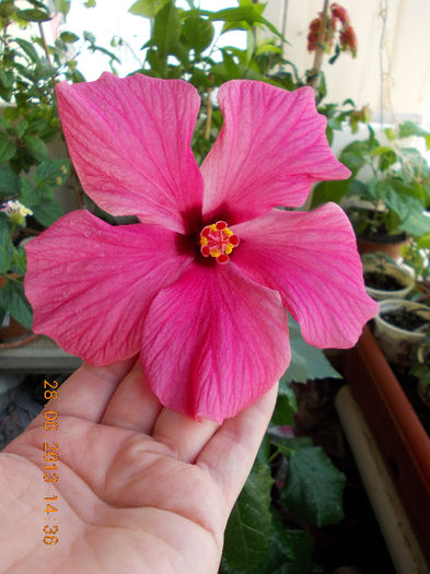 hibi ciclam simplu - iunie 2013-flori