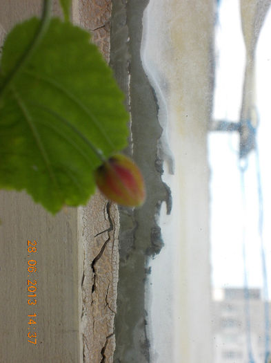 29 iunie 2013-flori 027 - iunie 2013-flori