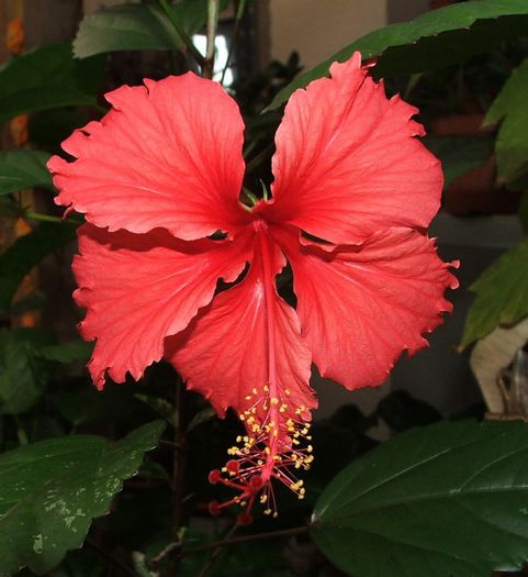 Hibiscus Cooperii