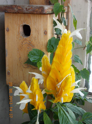 29 iunie 2013-flori 028 - iunie 2013-flori